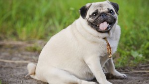 GTY_fat_dog_nt_131107_16x9_992